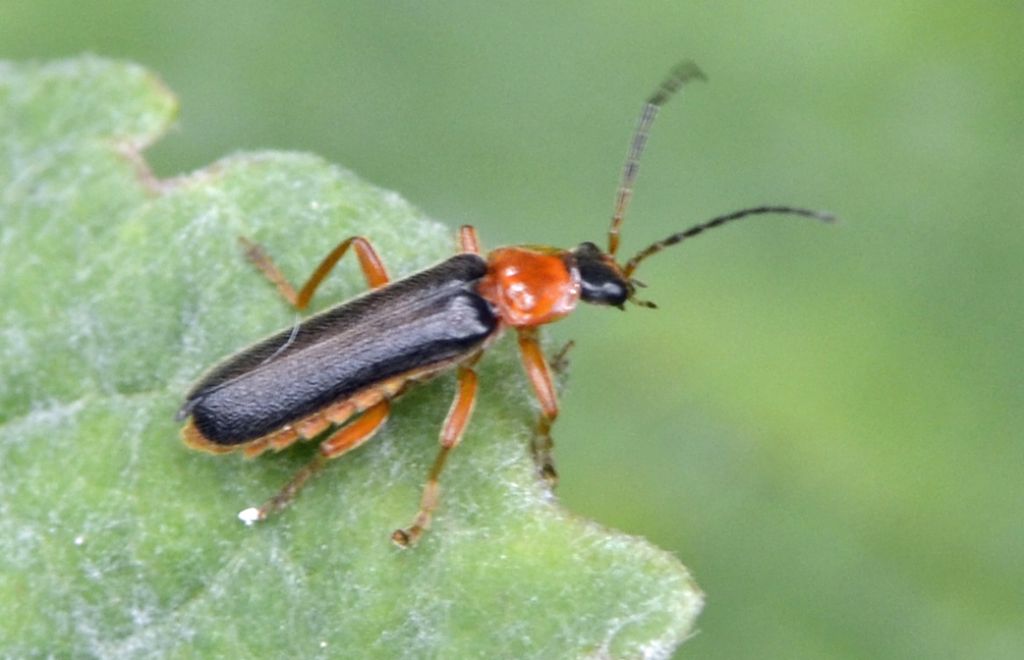 Cantharis cfr. flavilabris